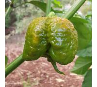 Peperoncini SECCHI:Carolina Reaper Mustard 10 Frutti.Chiedi disponobilità