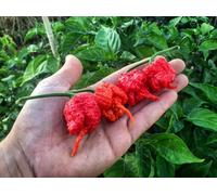 Peperoncini SECCHI:Carolina Reaper Red 30 Frutti.Nb:Chiedi sempre disponobilità