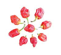 Peperoncino 7 Pot Bubblegum 10 semi