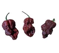 Peperoncino 7 Pot Congo-Chocolate 10 semi