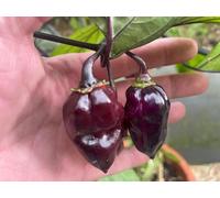 Peperoncino 7 Pot Purple Bubblegum 10 Semi