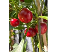 Peperoncino alla ciliegia 10 semi (Kirsch chili rot)
