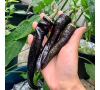 Peperoncino - biologici, varietà antiche paprica serre balcone giardino sul balcone decorazione esterna rampicanti antiche varietà di resistente 550semi