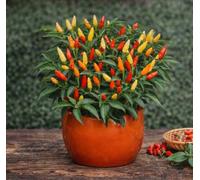 Peperoncino Explosive Ignite Semi 150 Pezzi - Piccantezza Media - Peperone piccante - Ideale per Cucina e Uso Ornamentale - Facile da Coltivare in Vaso e Orto