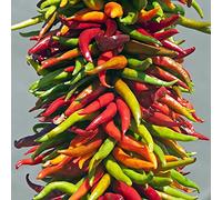 Peperoncino - giardino roccioso Pepperoni, jalapeno rampicanti vecchie varietà di resistenti in vaso copertura del terreno da giardino interno 250semi