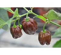 PEPERONCINO HABANERO COLOR CIOCCOLATO NR.25 SEMI