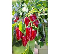 Peperoncino JALAPENO (Capsicum annuum) - SEMI