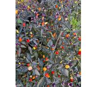 Peperoncino Lila Luzi 10 semi