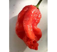 PEPERONCINO NAGA VIPER+GUIDA ALLA COLTIVAZIONE