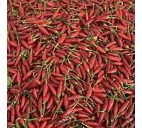 Peperoncino Piccante Fresco Calabrese - 100% Italiano - Raccolto a Mano per Massimo Aroma e Piccantezza - Specialità Tipica della Calabria - Val D'Esaro - 5Kg