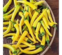 PEPERONCINO PICCANTE GIALLO SELEZIONE LORENZO NR.30 SEMI