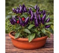 Peperoncino Purple Semi 150 Pezzi - Peperone Frutti Viola dal Gusto Dolce - Pianta Ornamentale e Commestibile - Facile da Coltivare in Vaso e Orto - Piccantezza media