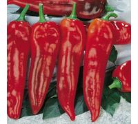 PEPERONE CORNO DI TORO ROSSO NR.200 SEMI