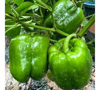 peperone da balcone resistenti semi di verde decorazione ufficio cucina giardino semi interni 100pcs