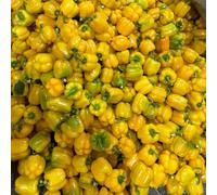 peperone da cucina di interni esotici Letti elevati per giardino semi medicinali balcone letti elevati 200pcs