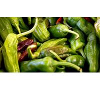 PEPERONE FRIARIELLO NR.200 SEMI