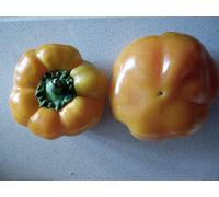 PEPERONE TOPEPO GIALLO
