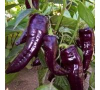 Pepper Sweet Marconi Purple includes 50 seeds Seeds ONLY