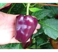 PEPPER, SWEET PEPPER CHOCOLATE, CHOCOLATE, SMALL, SWEET, NOT SPICY, SEEDS