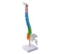 Per insegnare modello colonna vertebrale umana 45 cm con supporto, con sezioni della colonna vertebrale codificate a colori e anatomia realistica dei corpi vertebrali e dei processi spinali per