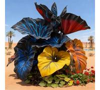 Perenne, Decorazione,Giardini e Balconi,Bulbi di hosta,resistenti,Rizoma hosta,giardini -2 Bulbi-B