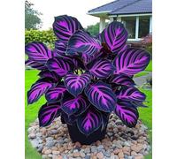 Perenne, Decorazione,Giardini e Balconi,Bulbi di hosta,resistenti,Rizoma hosta,giardini -6 Bulbi-G