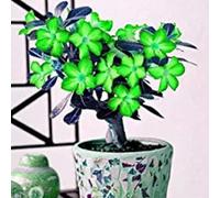 Perenne è resistente all'inverno,Eccellente ornamento,Rara rosa del deserto,Eccellente ornamento.-2rhizome-F