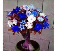 Perenne è resistente all'inverno,Eccellente ornamento,Rara rosa del deserto,Eccellente ornamento.-2rhizome-O