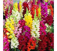 Perenne resistente/Regalo/Crescita, giardini e balconi, Raro Rizoma Di Gladioli, Resistente All'Inverno, 10bulbs-E