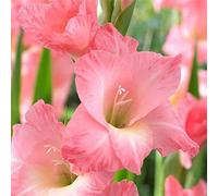 Perenne resistente/Regalo/Crescita, giardini e balconi, Raro Rizoma Di Gladioli, Resistente All'Inverno, 3bulbs-B