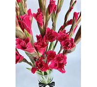 Perenne resistente/Regalo/Crescita, giardini e balconi, Raro Rizoma Di Gladioli, Resistente All'Inverno, 3bulbs-D