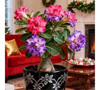 Perenne resistente/Rosa del deserto/Rara/Tuberi di rosa del deserto/Decorazione per il soggiorno-1 Rizoma-D