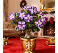 Perenne resistente/Rosa del deserto/Rara/Tuberi di rosa del deserto/Decorazione per il soggiorno-1 Rizoma-I
