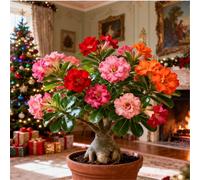 Perenne resistente/Rosa del deserto/Rara/Tuberi di rosa del deserto/Decorazione per il soggiorno-1 Rizoma-J