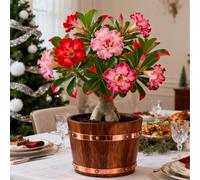 Perenne resistente/Rosa del deserto/Rara/Tuberi di rosa del deserto/Decorazione per il soggiorno-2 Rizoma-A
