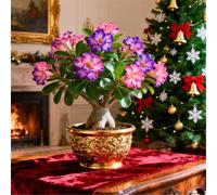 Perenne resistente/Rosa del deserto/Rara/Tuberi di rosa del deserto/Decorazione per il soggiorno-2 Rizoma-F