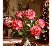 Perenne resistente/Rosa del deserto/Rara/Tuberi di rosa del deserto/Decorazione per il soggiorno-2 Rizoma-C