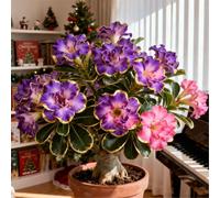 Perenne resistente/Rosa del Deserto rara/Tubero di Rosa del Deserto/Bassa manutenzione/Decorazione d'interni/Accattivante-2 Rizoma-D