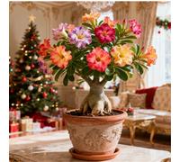 Perenne resistente/Rosa del Deserto rara/Tubero di Rosa del Deserto/Bassa manutenzione/Decorazione d'interni/Accattivante-3 Rizoma-J