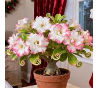 Perenne resistente/Rosa del deserto/Rara/Tubero di rosa del deserto/Decorazione per il soggiorno/Bassa manutenzione-2 Rizoma-I