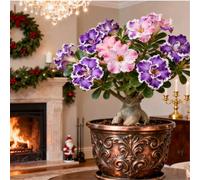 Perenne resistente/Rosa del deserto/Rara/Tubero di rosa del deserto/Decorazione per il soggiorno/Bassa manutenzione-2 Rizoma-B