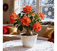 Perenne resistente/Rosa del deserto/Rara/Tubero di rosa del deserto/Decorazione per il soggiorno/Bassa manutenzione-3 Rizoma-A