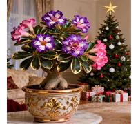 Perenne resistente/Rosa del deserto/Rara/Tubero di rosa del deserto/Decorazione per il soggiorno/Bassa manutenzione-1 Rizoma-G