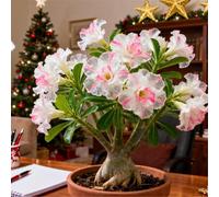 Perenne resistente/Rosa del deserto/Rara/Tubero di rosa del deserto/Decorazione per il soggiorno/Bassa manutenzione-1 Rizoma-F