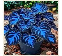 Perenni,Horticulture Rizoma hosta,resistenti,splendente e vivace,Facile da curare,Vari Colori,bellissima.-15Hosta-F