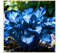 Perenni,Horticulture Rizoma hosta,resistenti,splendente e vivace,Facile da curare,Vari Colori,bellissima.-15Hosta-G