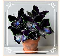 Perenni,Horticulture Rizoma hosta,resistenti,splendente e vivace,Facile da curare,Vari Colori,bellissima.-4Hosta-E