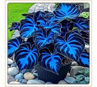 Perenni,resistenti,splendente e vivace,Facile da curare,Horticulture Rizoma hosta,Vari Colori,bellissima.-6Hosta-A