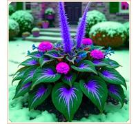 Perenni,resistenti,splendente e vivace,Facile da curare,Horticulture Rizoma hosta,Vari Colori,bellissima.-6Hosta-D