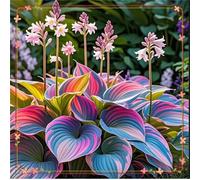 Perenni,resistenti,splendente e vivace,Facile da curare,Rizoma hosta,Vari Colori,bellissima.-4Hosta-A